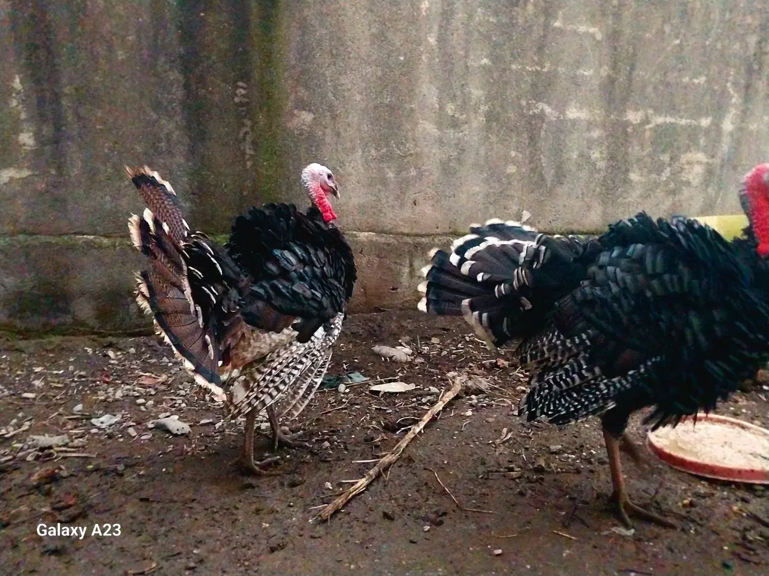 بوقلمون برنز نر|حیوانات مزرعه|آمل, |دیوار