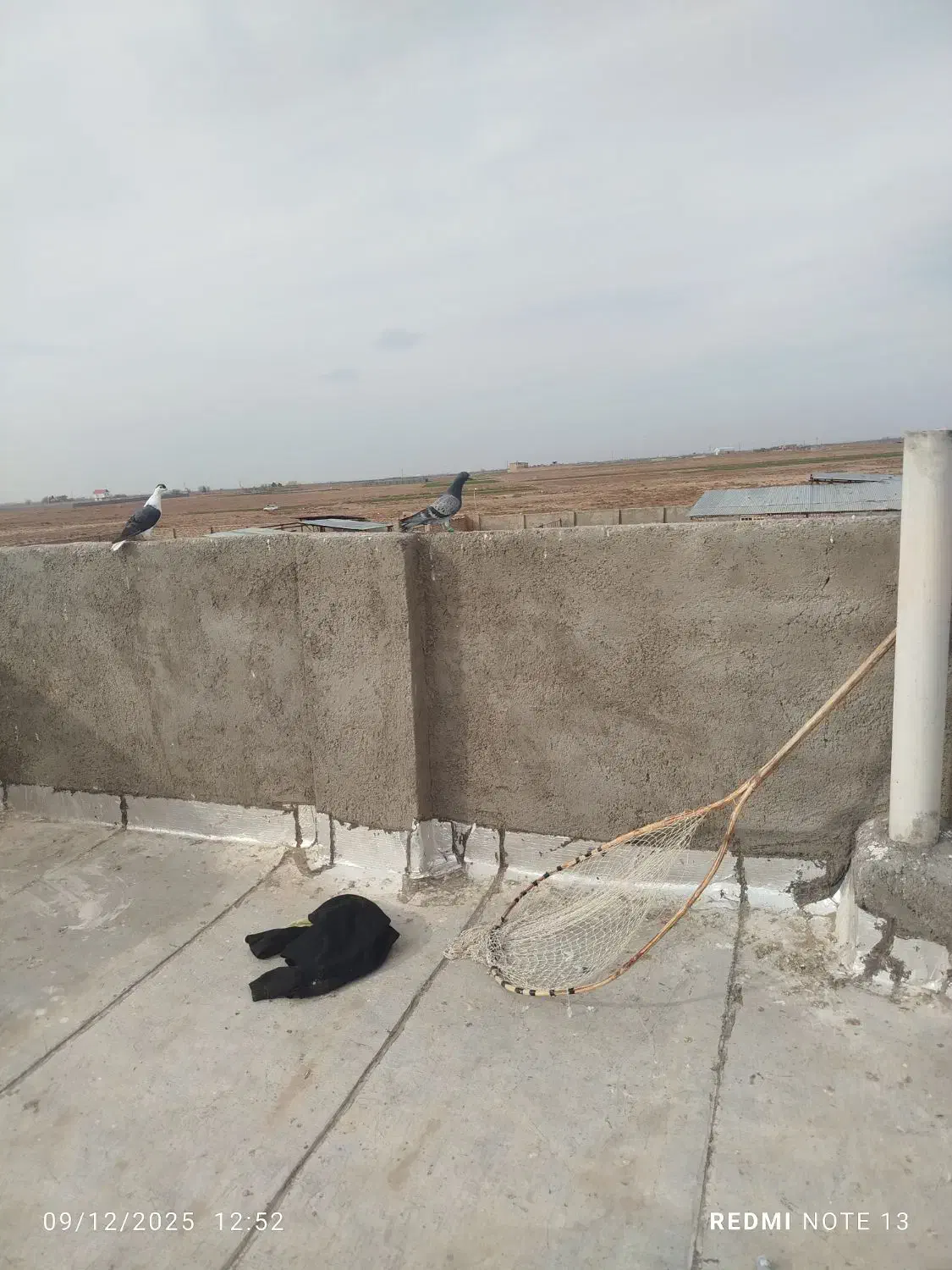 کفتر پرشی و جوجه|پرنده|نیشابور, ریوند|دیوار