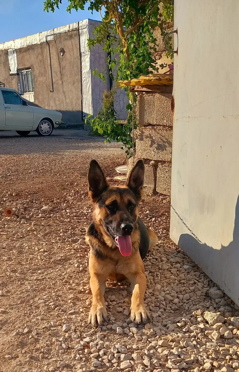 سگ ژرمن شپرد اصیل نر|سگ|کرمانشاه, |دیوار