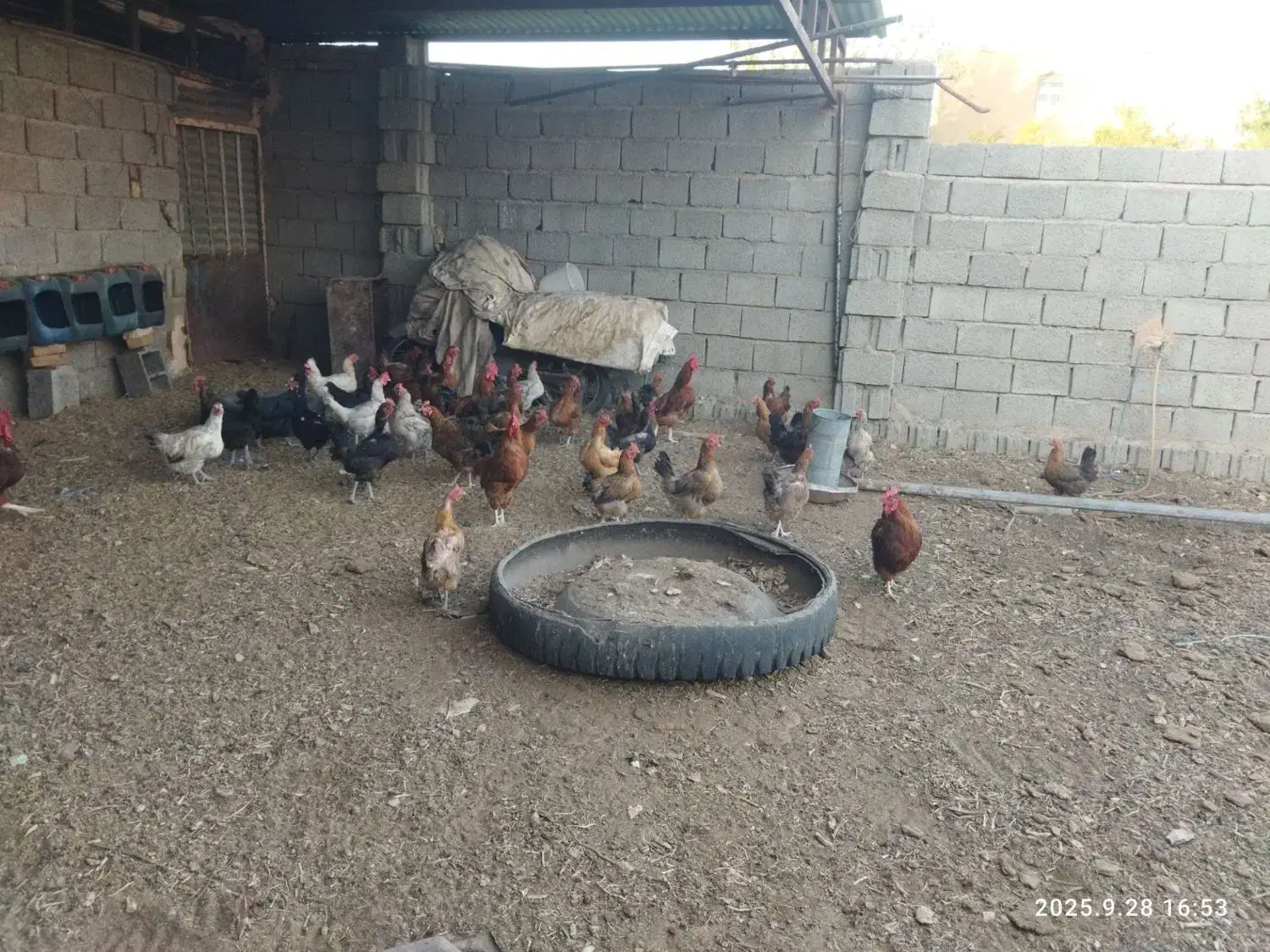 مرغ تخمگزار محلی|حیوانات مزرعه|داورزن, |دیوار