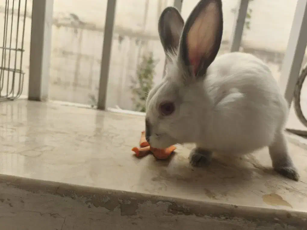 واگذاری خرگوش|موش و خرگوش|پردیس, فاز ۸|دیوار