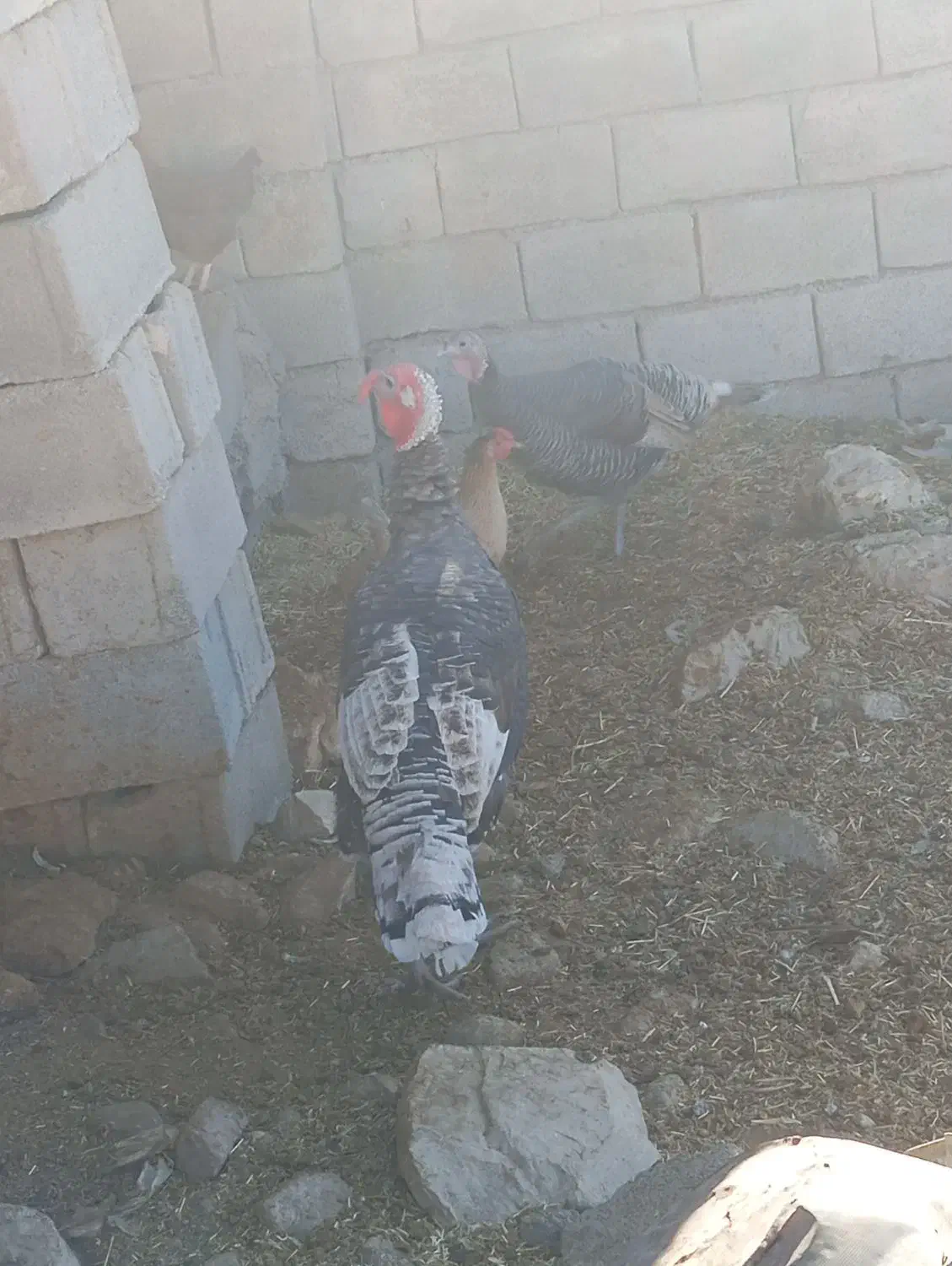 سلام یه جفت بوقلمون جوان وسرحال|حیوانات مزرعه|ایذه, |دیوار