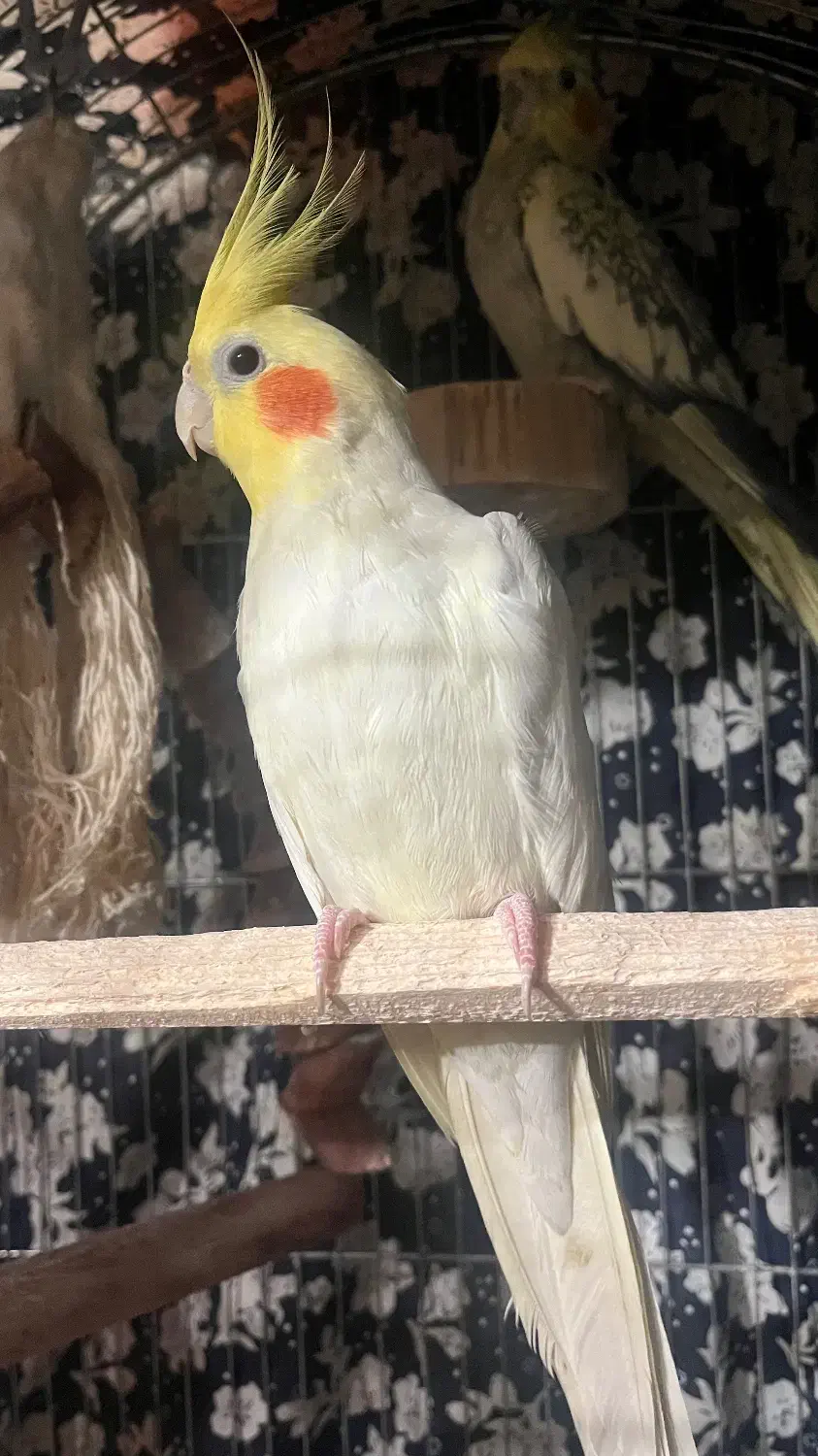 2 عدد عروس هلندی نر|پرنده|رودسر, |دیوار