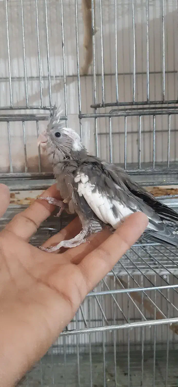 جوجه عروس هلندی وات فیس|پرنده|سراوان, |دیوار