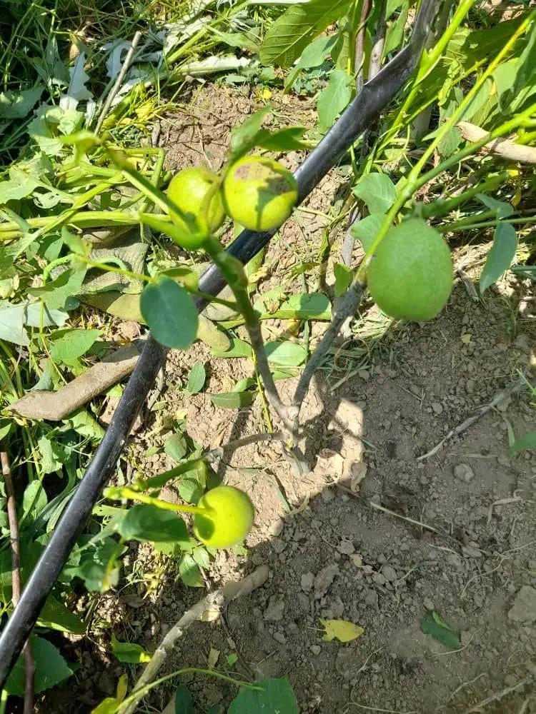 قابل توجه همکاران نهال فروش در سراسر کشور|خدمات باغبانی و درختکاری|همدان, |دیوار