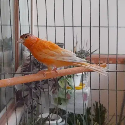 قناری نر|پرنده|فولادشهر, C5|دیوار