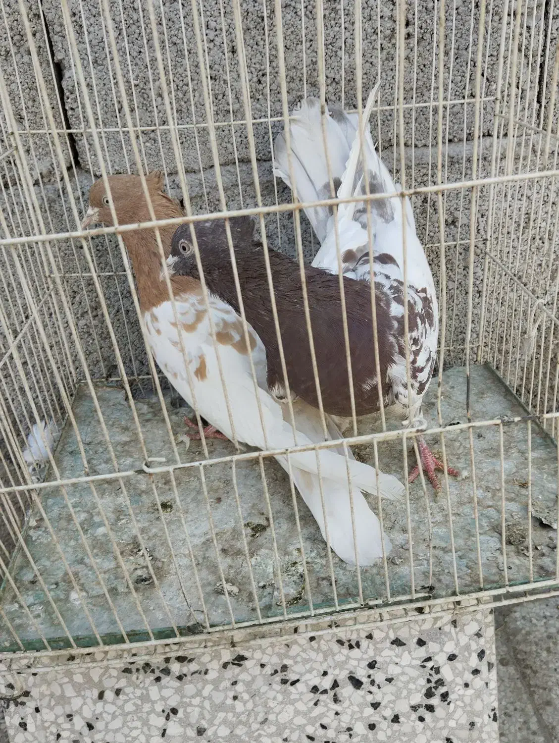 کله زرد ، سینه سرخ ماده، کله هفترنگ|پرنده|مشهد, امیرآباد|دیوار