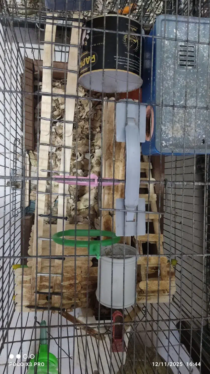 دوعددهمستر|موش و خرگوش|کرمان, |دیوار