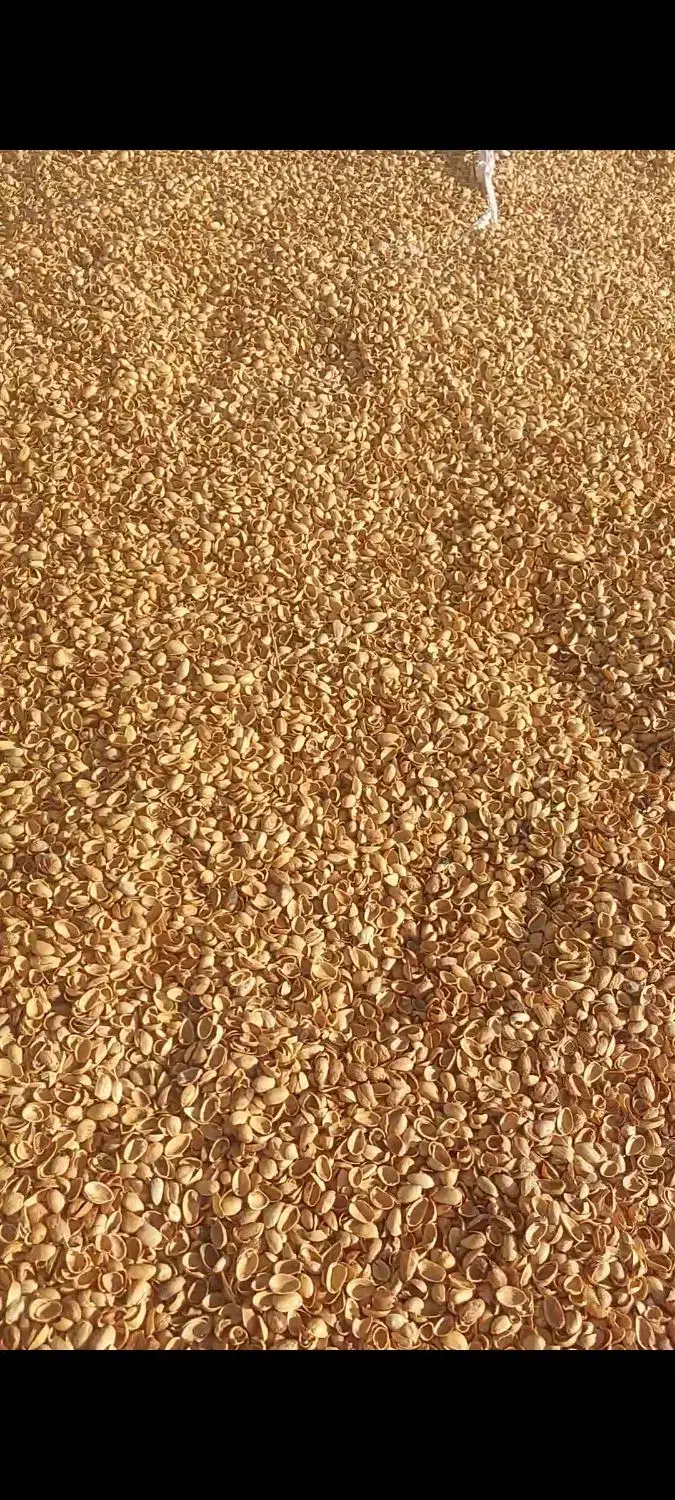 خریدار پوست پسته و پوک تناژ بالا|خدمات باغبانی و درختکاری|رفسنجان, |دیوار