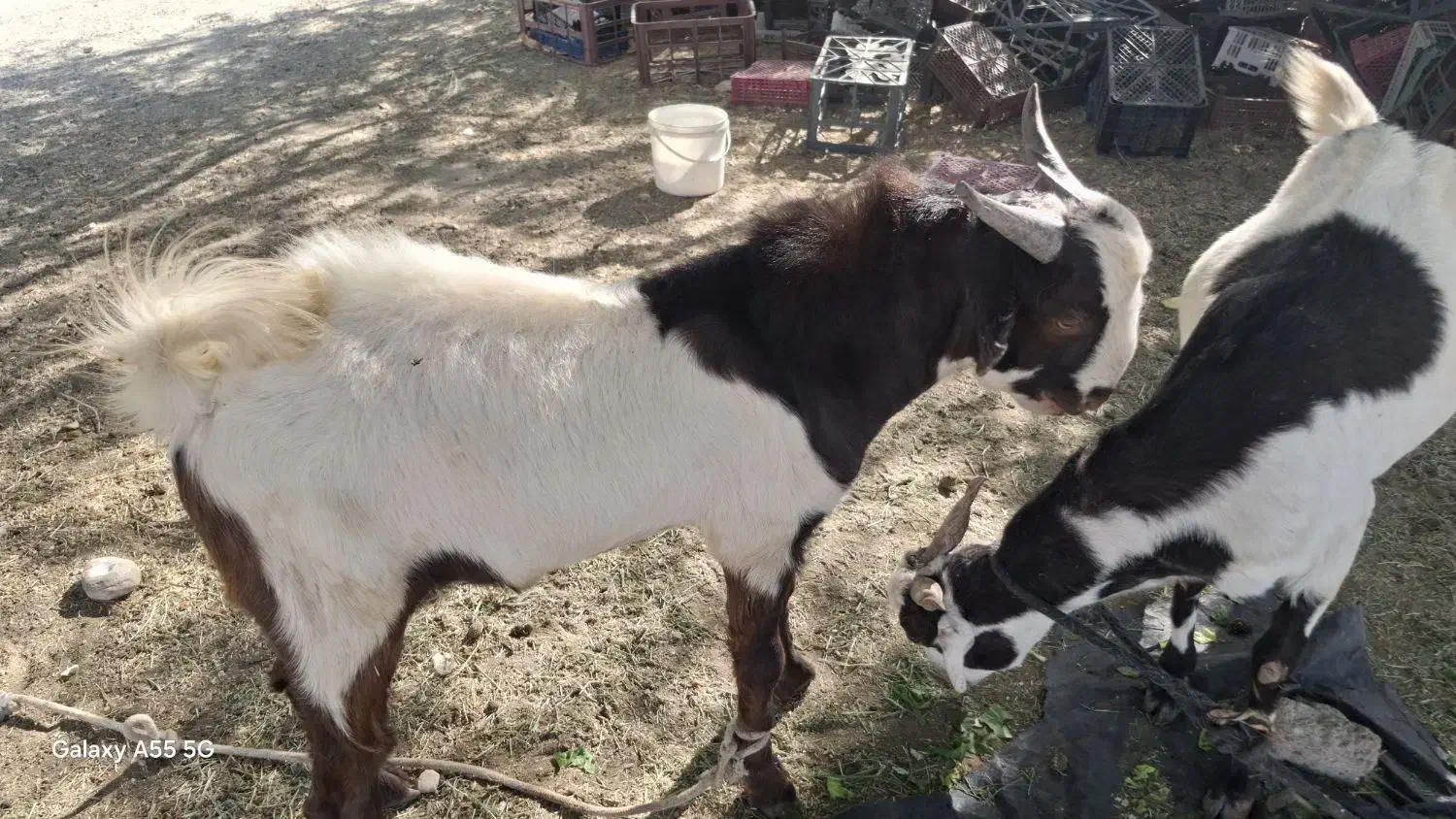 کهره پاکستانی|حیوانات مزرعه|رودخانه, |دیوار