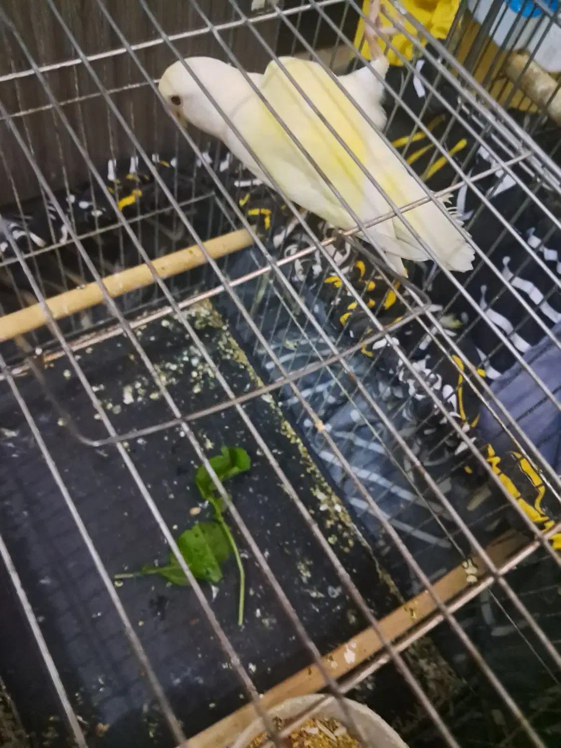 طوطی برزیلی ماده|پرنده|تهران, اسکندری|دیوار