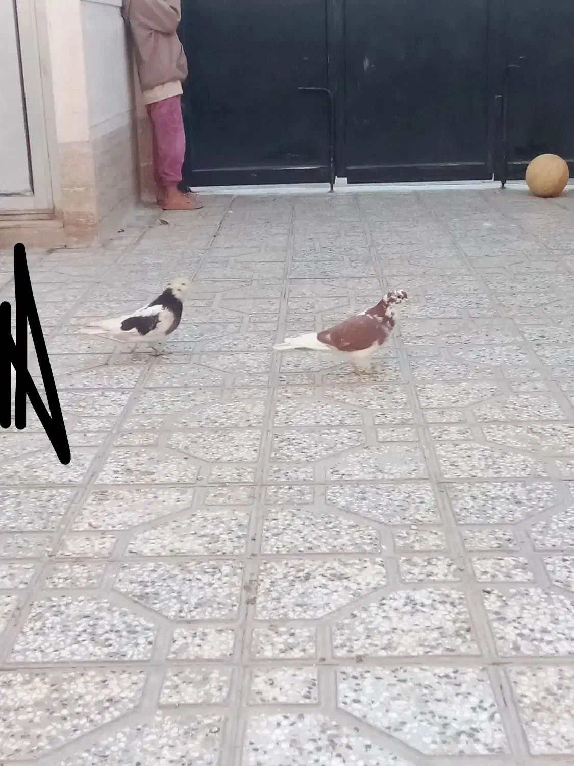 کفتر|پرنده|شاهرود, |دیوار