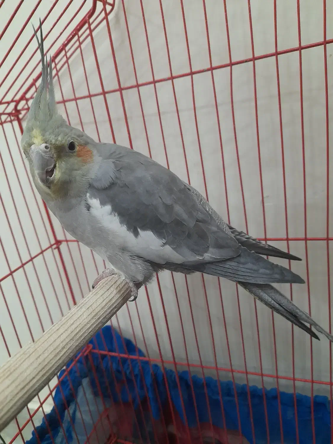 فوت بال دستی درحد نو قیمت ۶۵۰ تومان|پرنده|ری, ظهیرآباد|دیوار