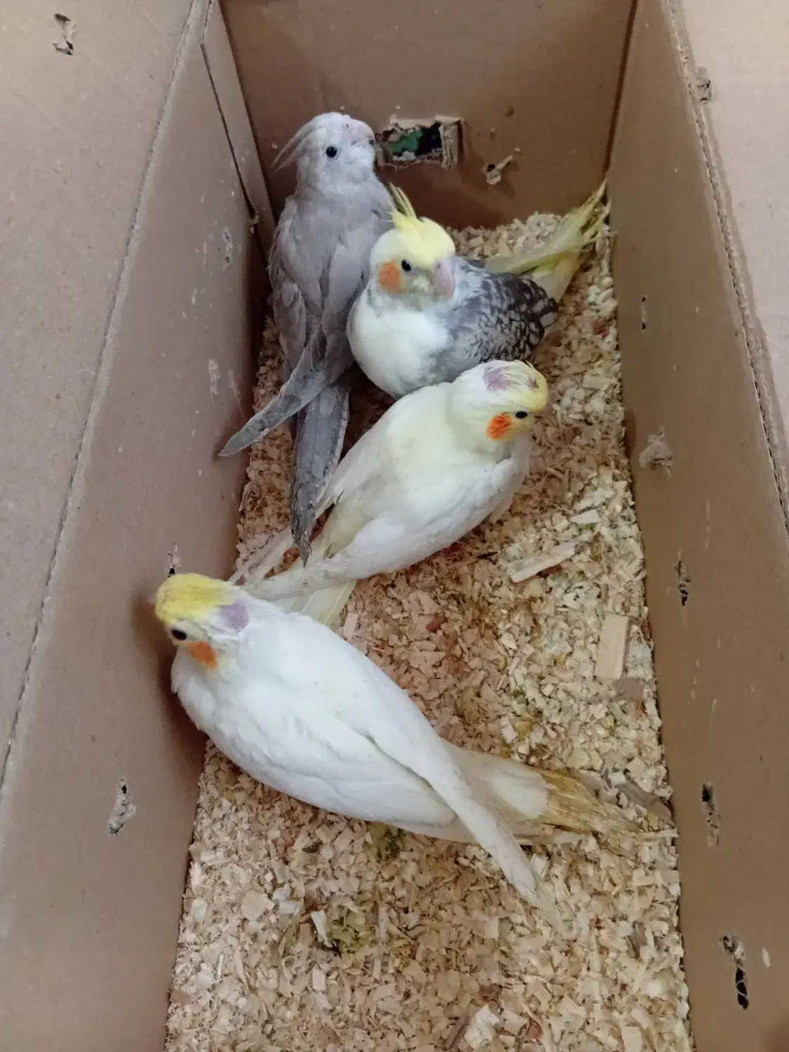 فروش جوجه عروس هلندی|پرنده|کرمان, |دیوار