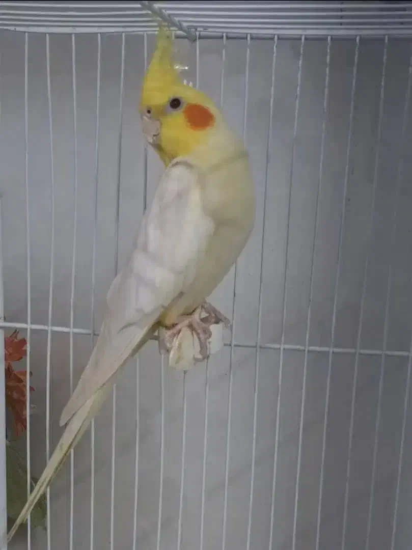 عروس بالغ نر لوتینو شاه تخم|پرنده|تبریز, |دیوار