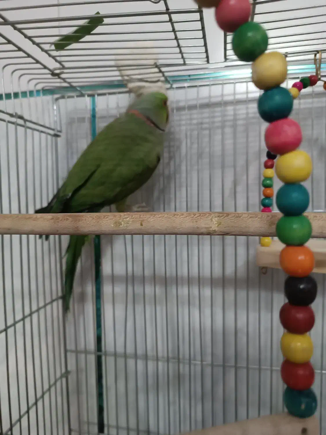 ملنگو|پرنده|اصفهان, عمان سامانی|دیوار