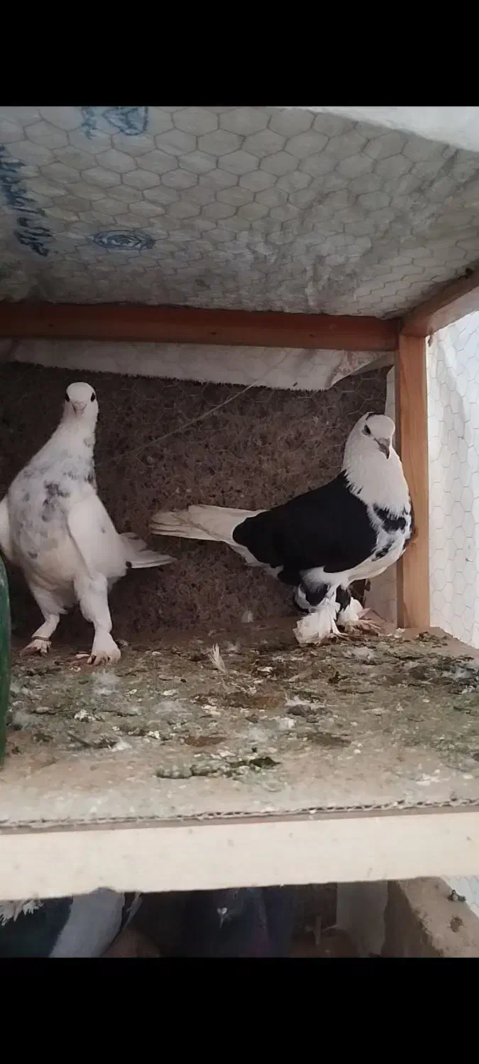 کبوتر تیپی و پرشی|پرنده|آق قلا, |دیوار