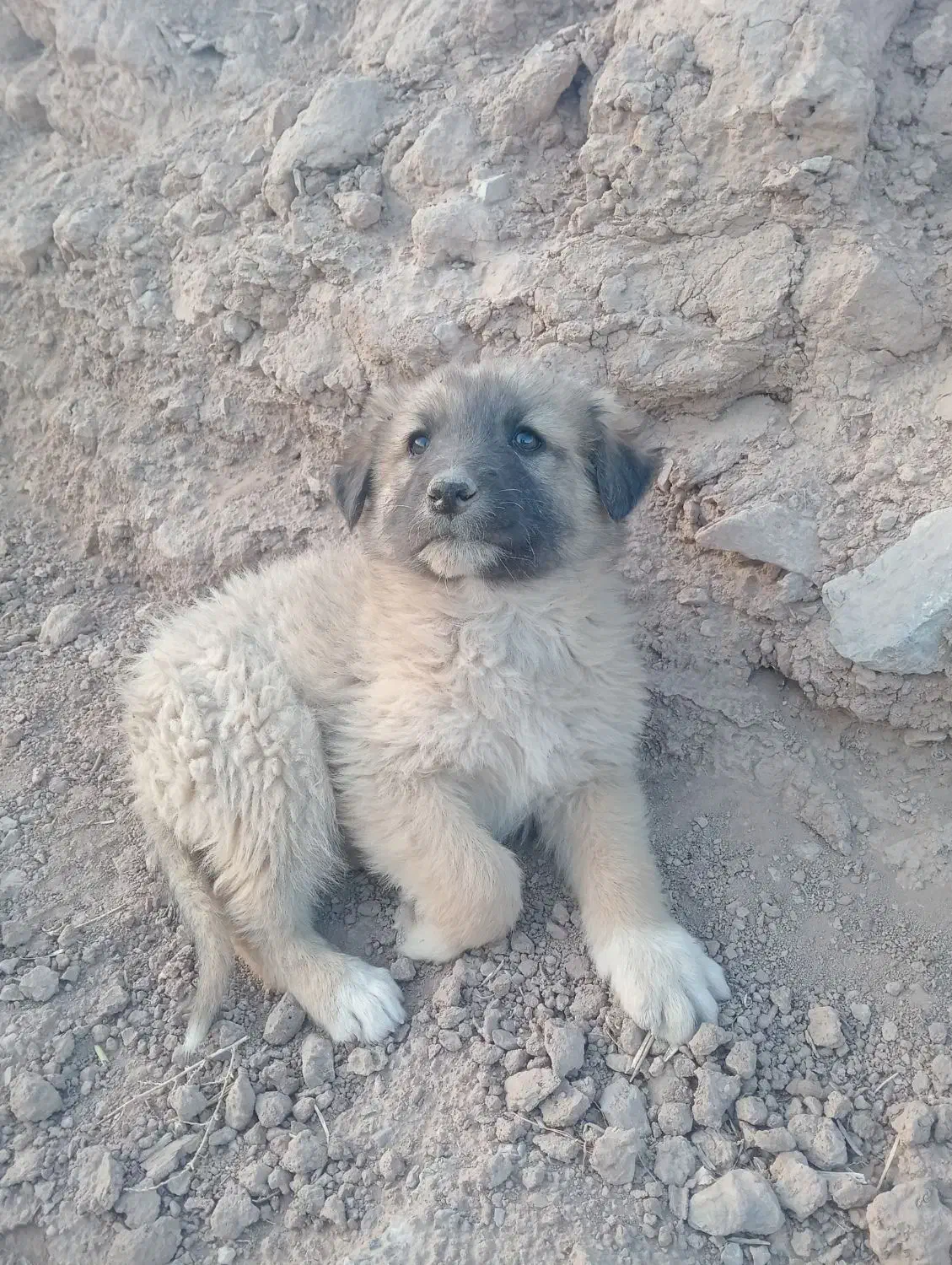 سگ افغان|سگ|کرمان, |دیوار