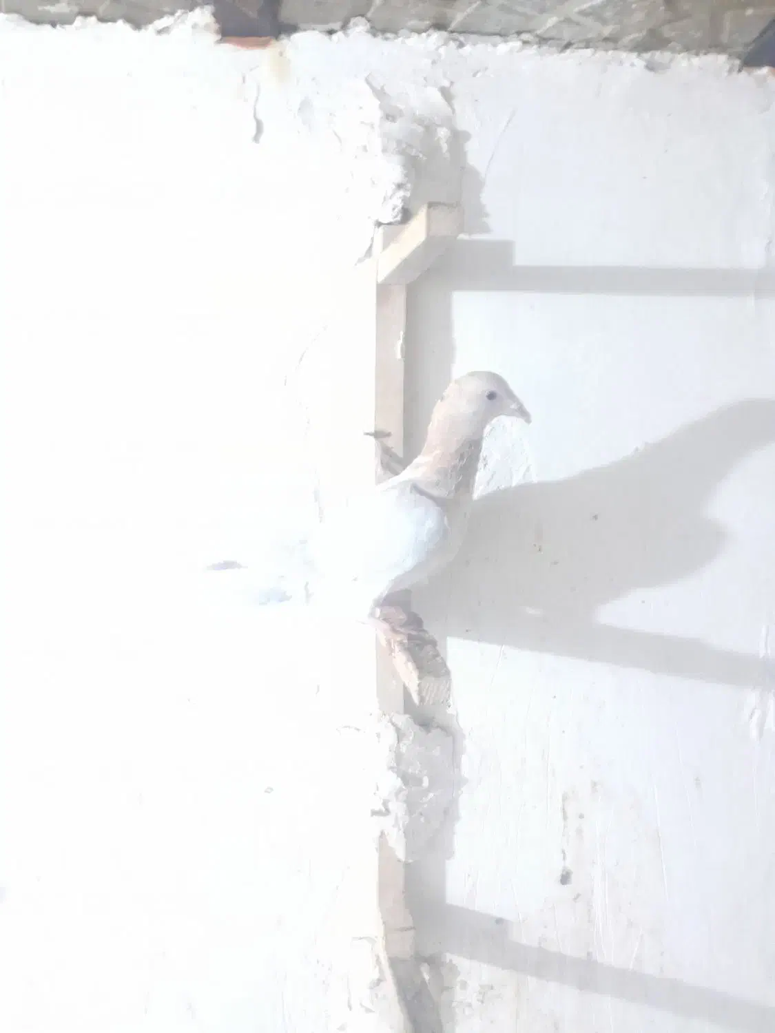 جوجه سار|پرنده|بجنورد, |دیوار