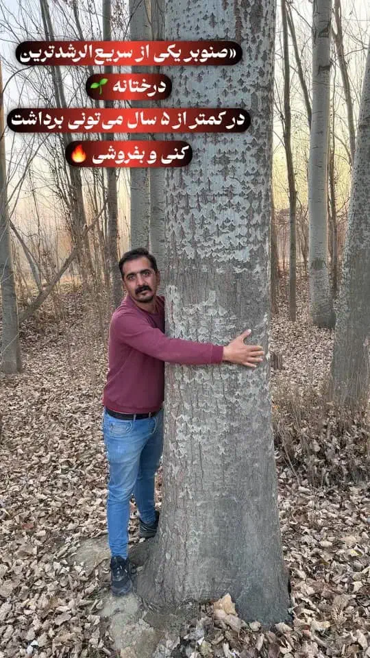 نهال صنوبر درختی سریع‌تر‌از تورم|خدمات باغبانی و درختکاری|قره ضیاالدین, |دیوار