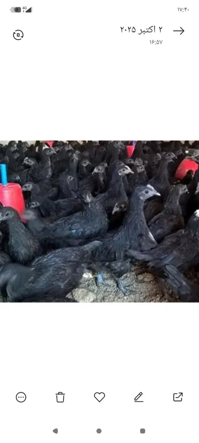 خروس و مرغ مشکی 3 ماهه برای سربری و صدقه(ذبح تلفنی|حیوانات مزرعه|برخوار, |دیوار