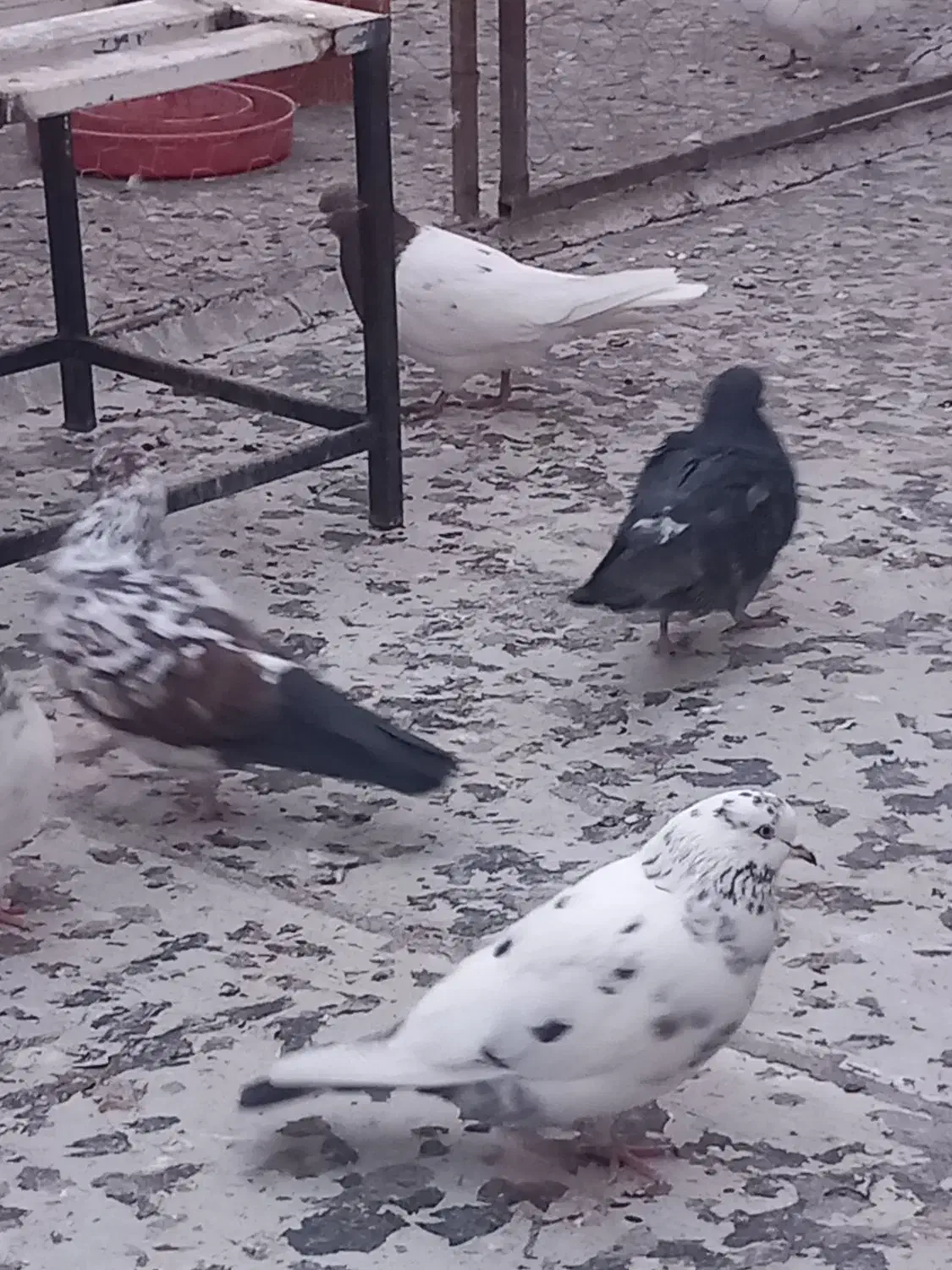 کبوتر|پرنده|اردبیل, |دیوار