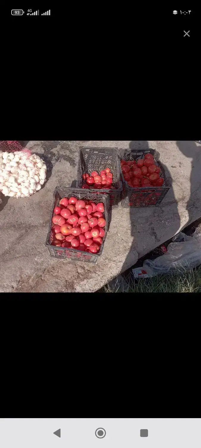 گوجه سبدی|حراج|تربتحیدریه, چهارراه خواف|دیوار