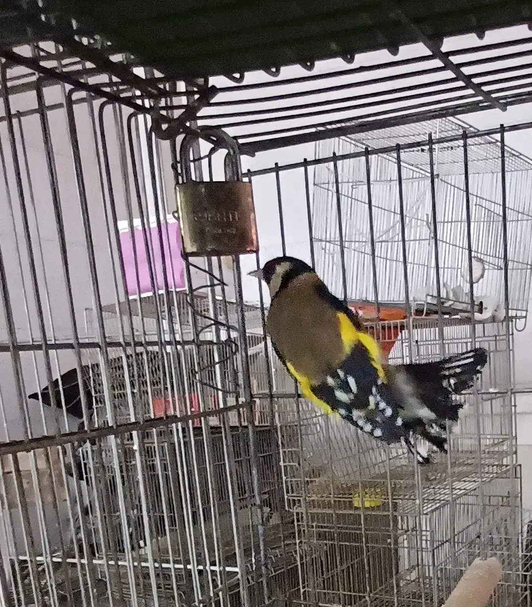 قناری|پرنده|خمینی‌شهر, |دیوار