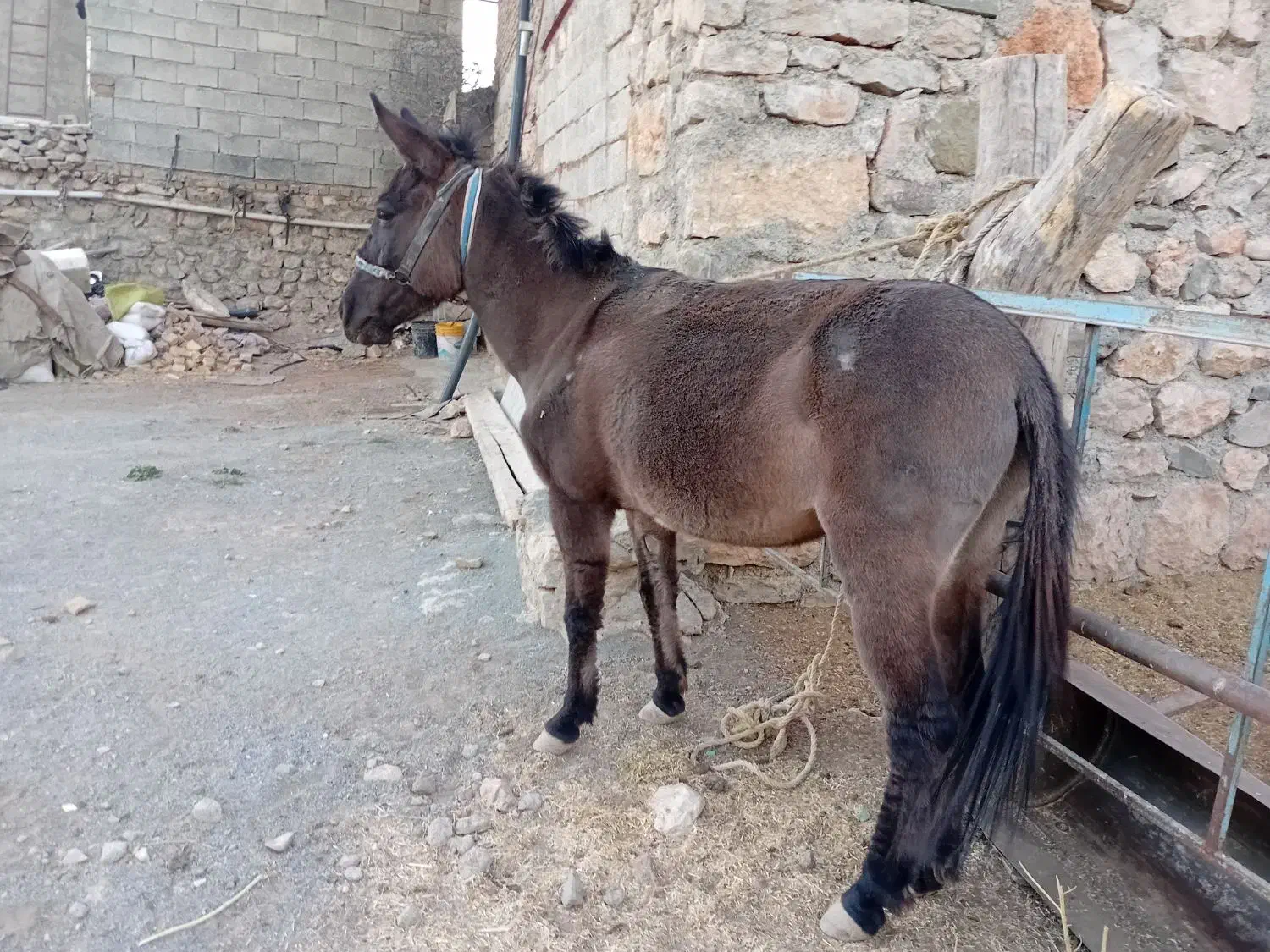 قاطر کاری باری ۶سال|حیوانات مزرعه|کامیاران, |دیوار