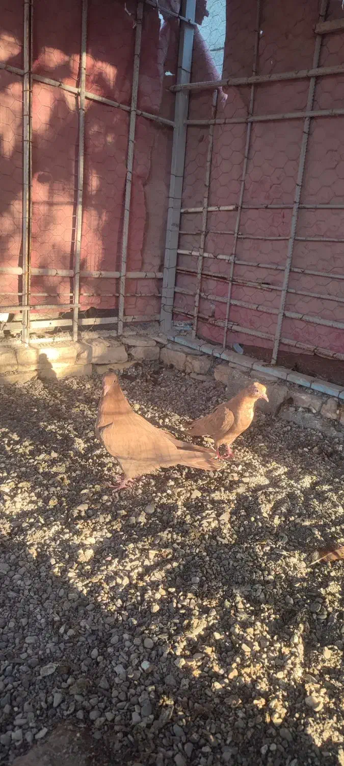 کفتر زرد درجایی|پرنده|میناب, |دیوار