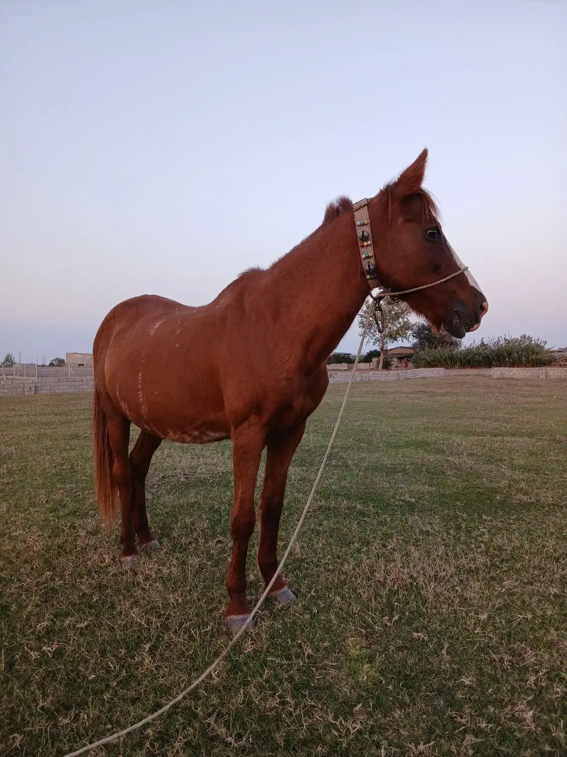 اسب مادیان آبستن|اسب و تجهیزات اسب‌سواری|فرح آباد, |دیوار