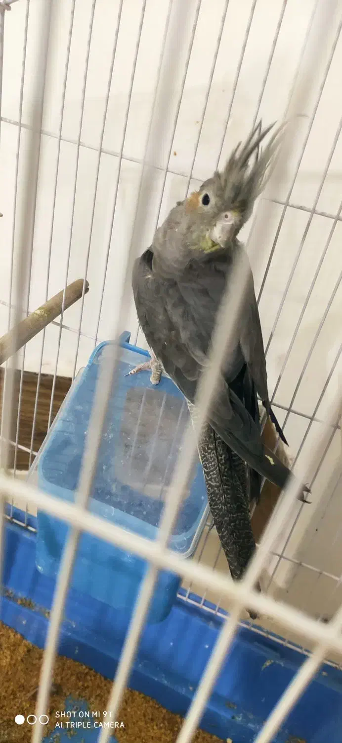 عروس هلندی ماده|پرنده|دوگنبدان, |دیوار