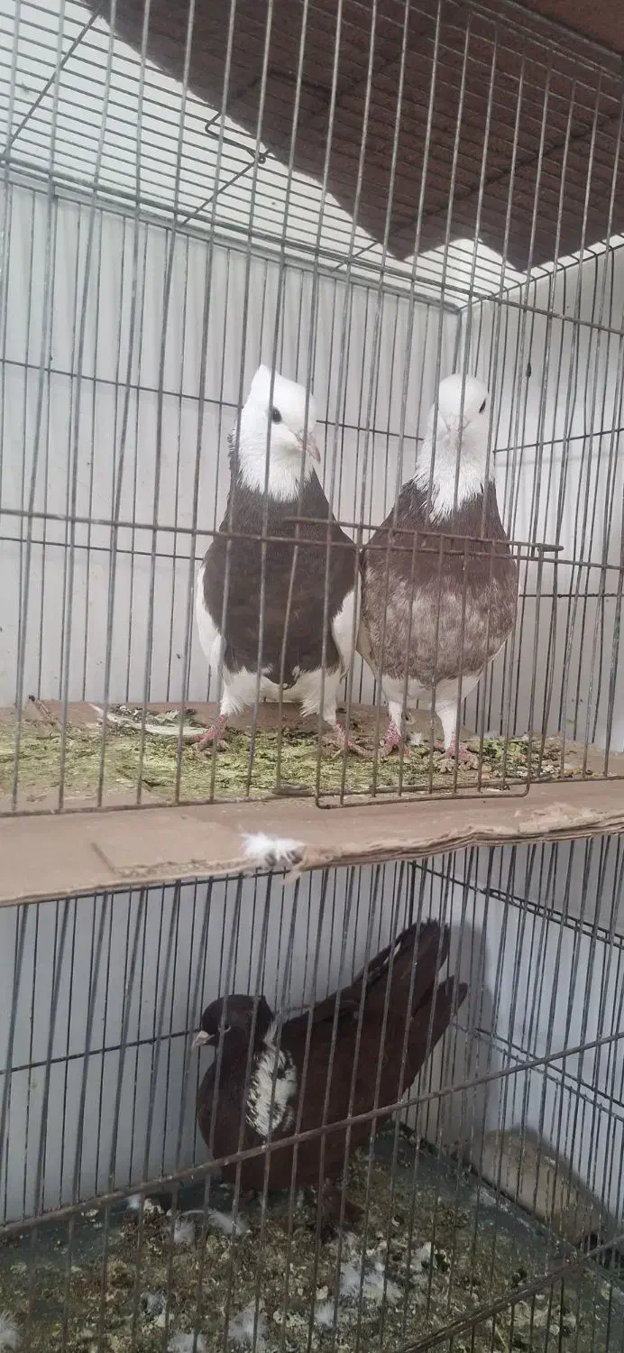 کبوتر|پرنده|اردبیل, |دیوار