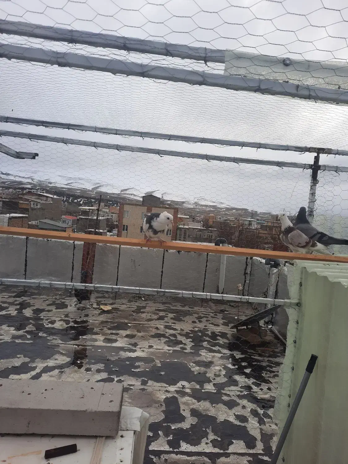 کبوتر|حیوانات|الیگودرز, |دیوار