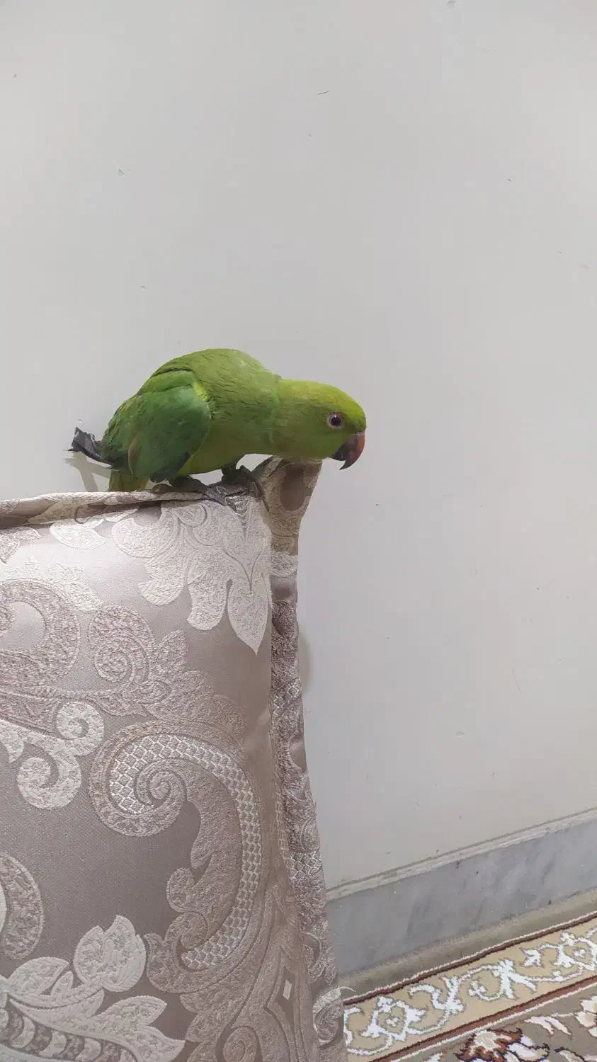 جوجه طوطی ملنگو دستی|پرنده|اصفهان, شهرک کوثر|دیوار