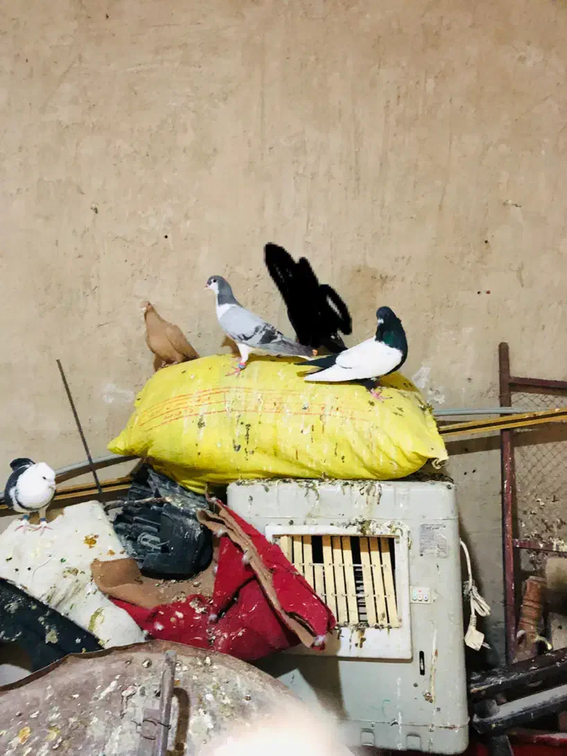 تعدادی کبوتر|پرنده|زاهدان, |دیوار