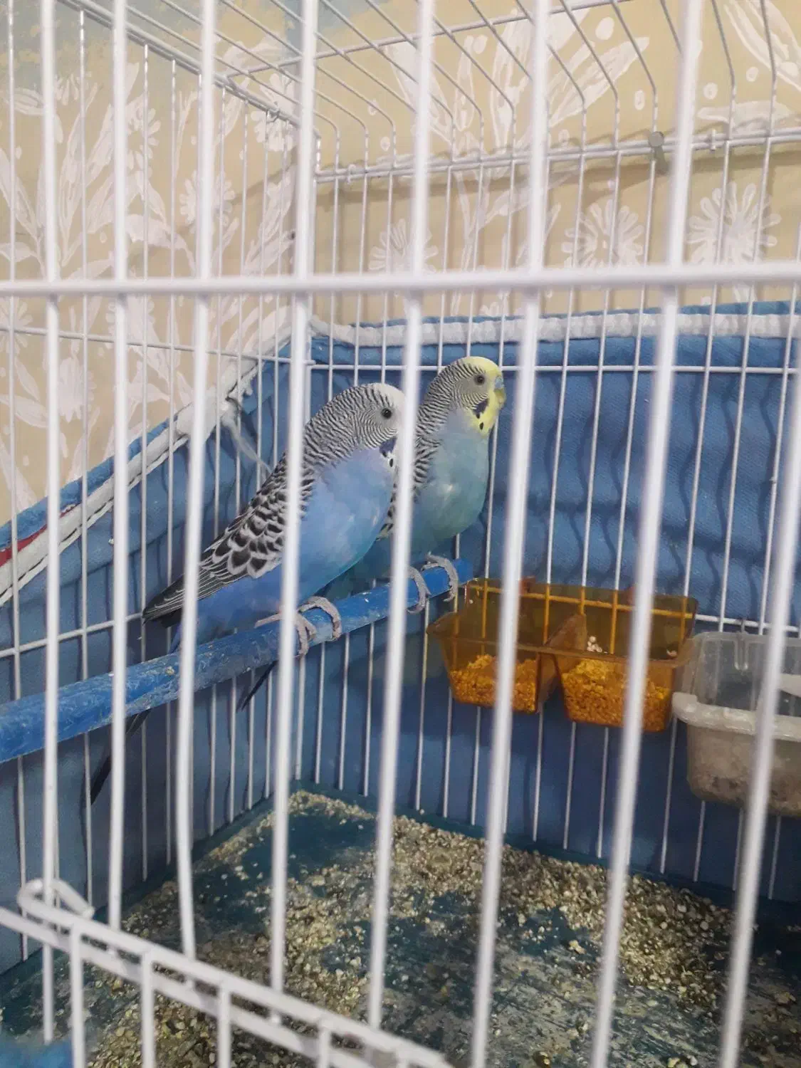 مرغ عشق اماده اماده|پرنده|دوگنبدان, |دیوار