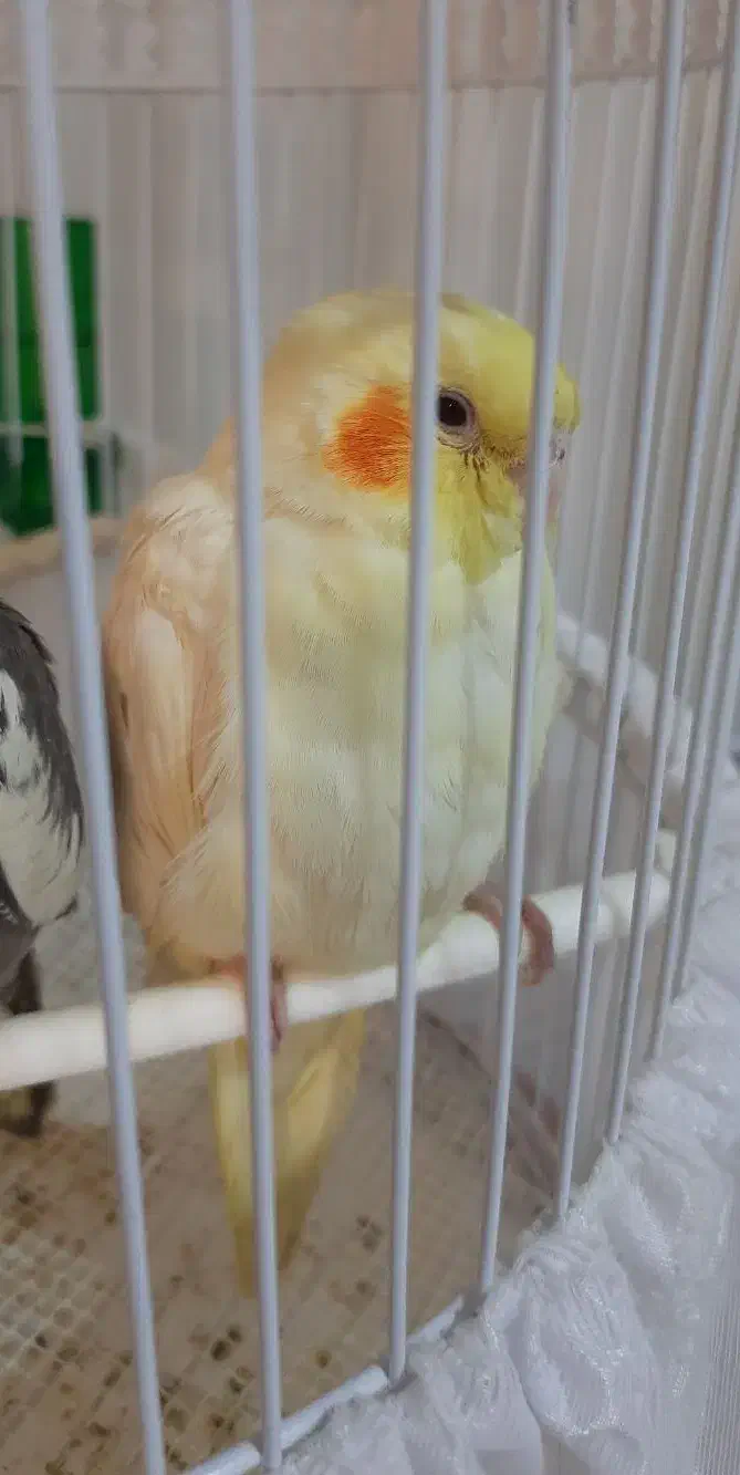 جوجه عروس هلندی ۳ ماهه دستی|پرنده|لاهیجان, گلستان|دیوار