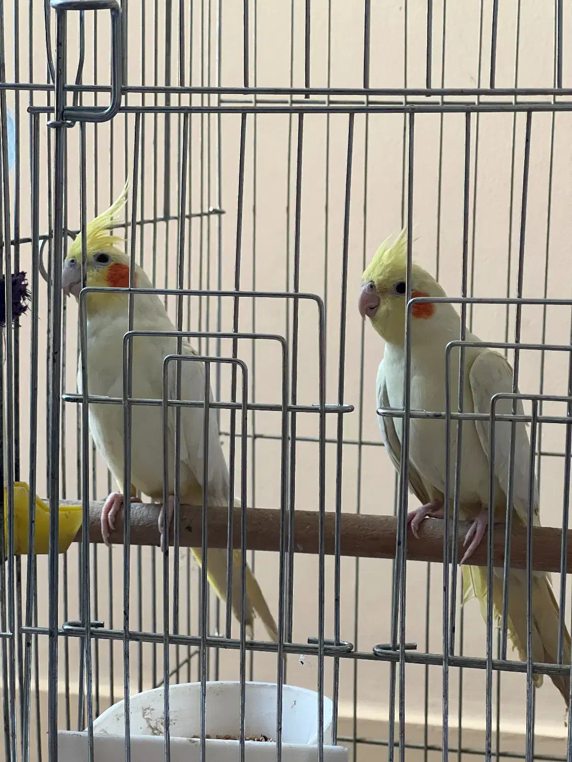 طوطی هلندی رنگ لیمویی|پرنده|اهواز, زیتون کارمندی|دیوار