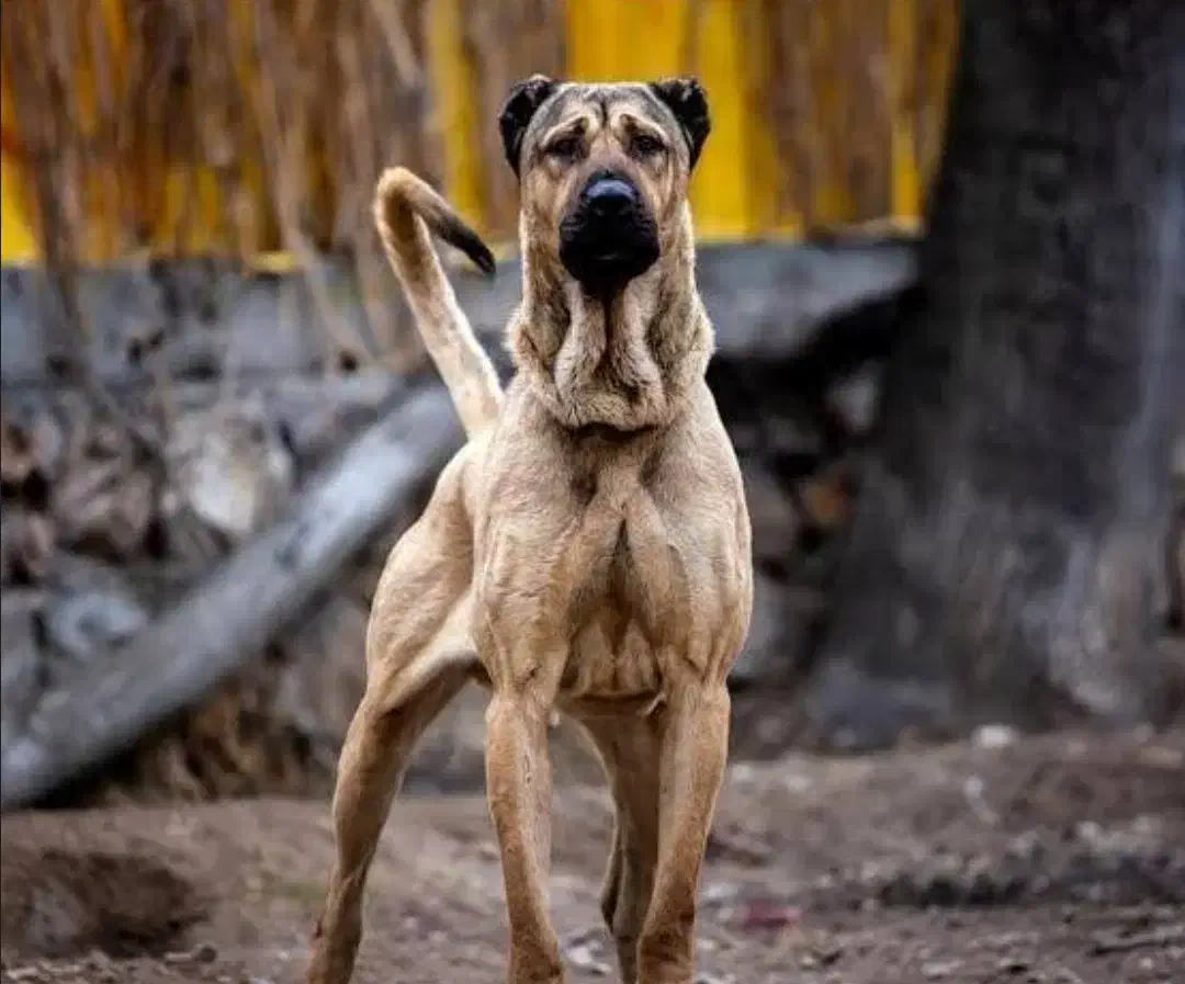 سگ سراب پیدا شده|حیوانات|فردوسیه, |دیوار