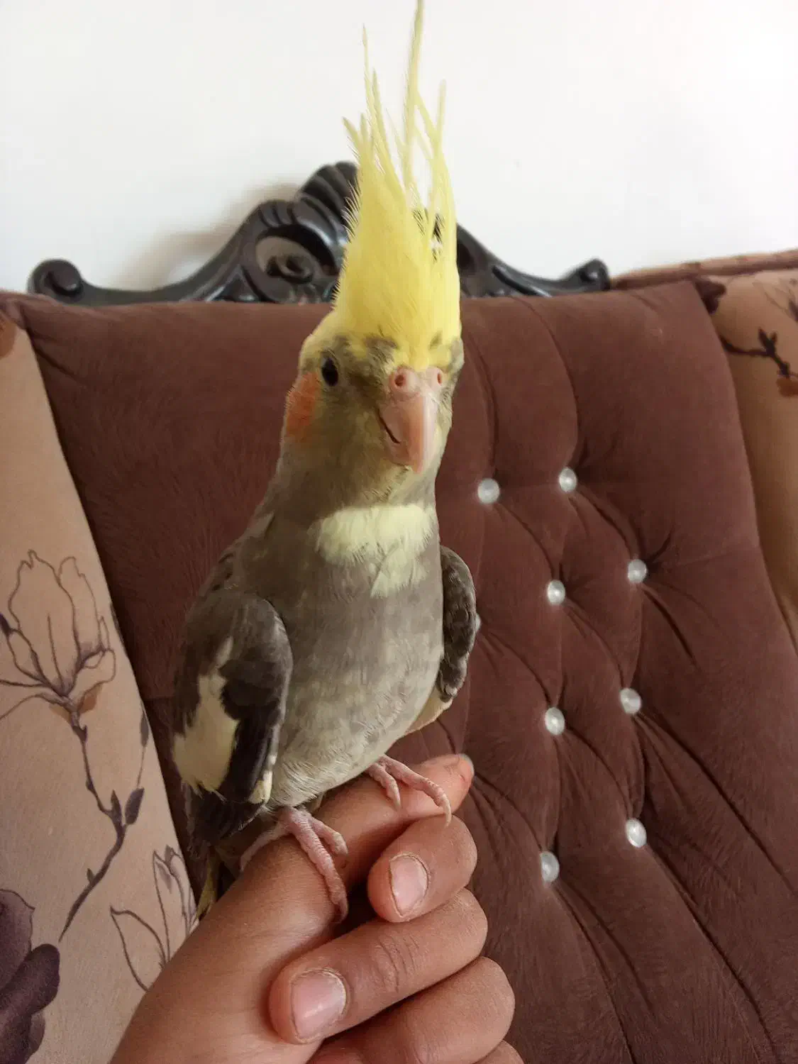 عروس هلندی دستی.|پرنده|سبزوار, قصبه شرقی|دیوار