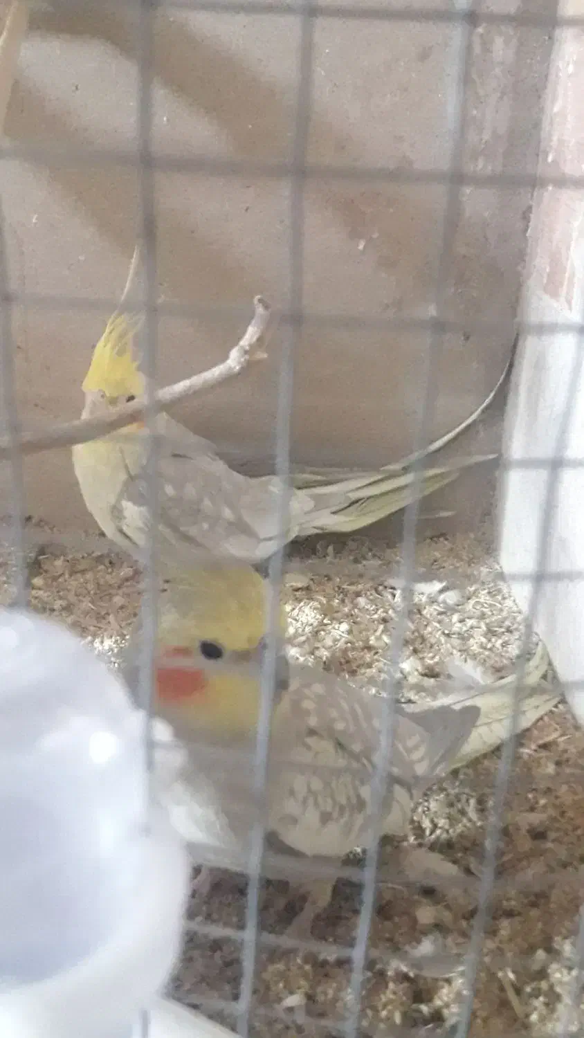 عروس هلندی|پرنده|بروجرد, |دیوار