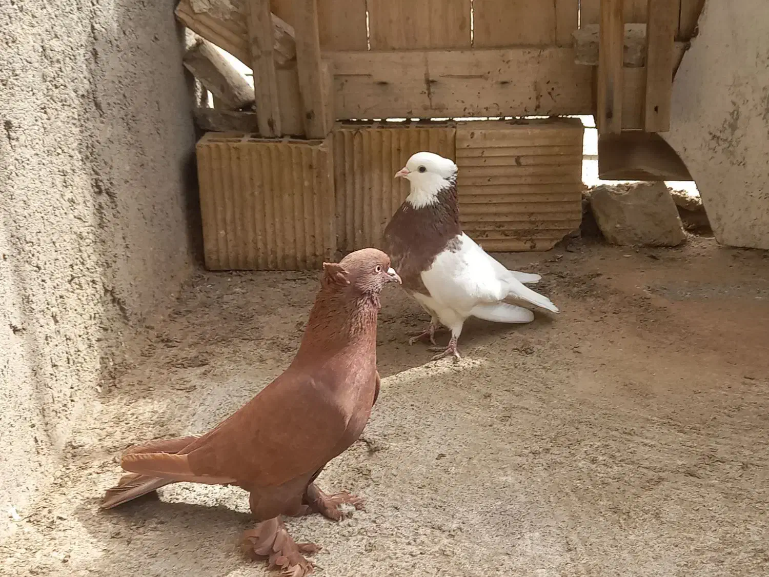 کبوتر رنگی|حیوانات|قم, سرحوض|دیوار