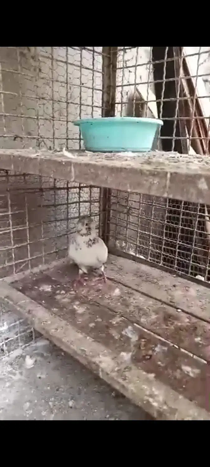 کبوتر گمشده|پرنده|رویان, |دیوار