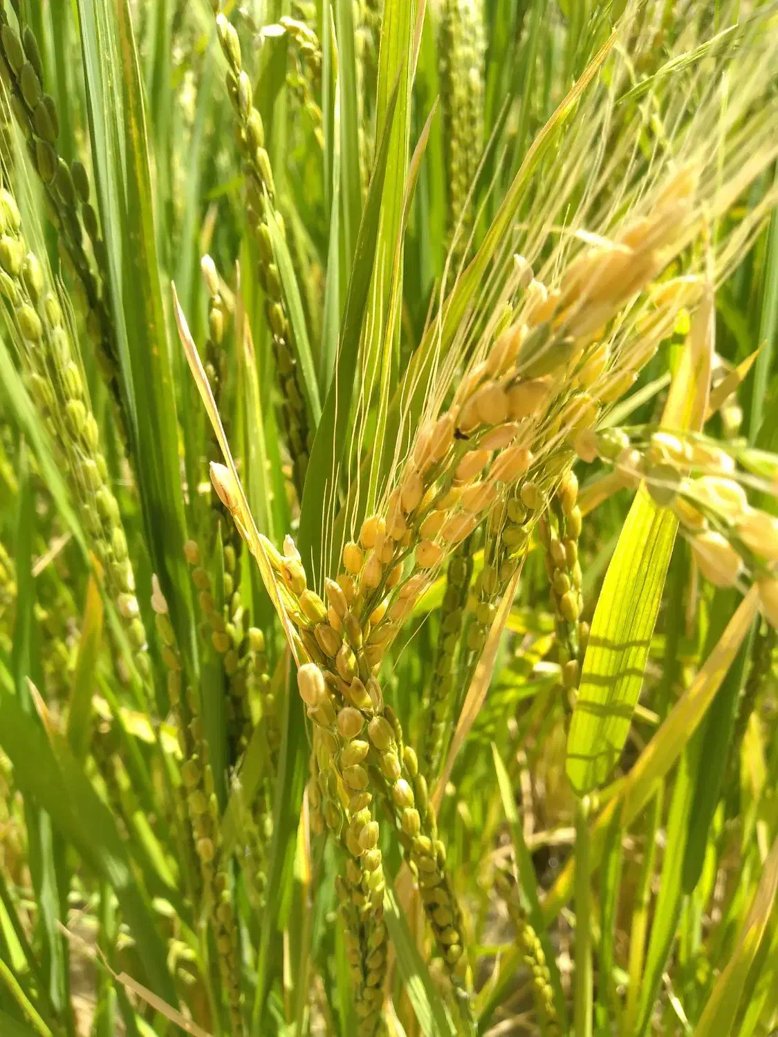 برنج چمپه چلتوک|خوردنی و آشامیدنی|خانمیرزا, |دیوار