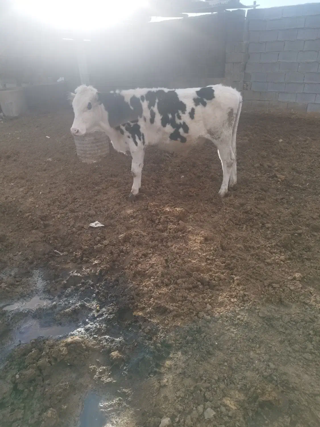 گوساله نر سیمینتال|حیوانات مزرعه|شیراز, کوشک میدان|دیوار