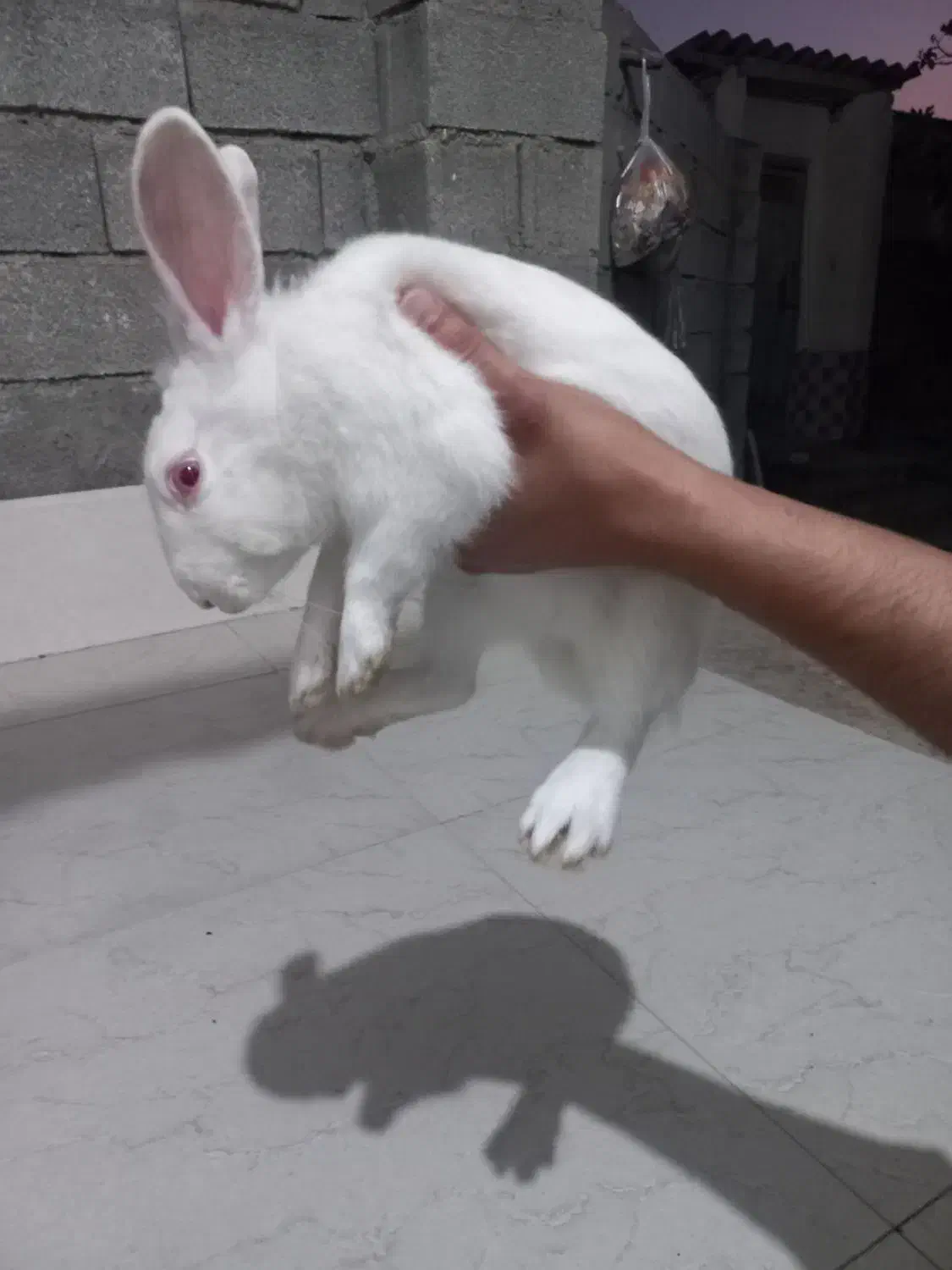 خرگوش نر و ماده|موش و خرگوش|گمیشان, |دیوار