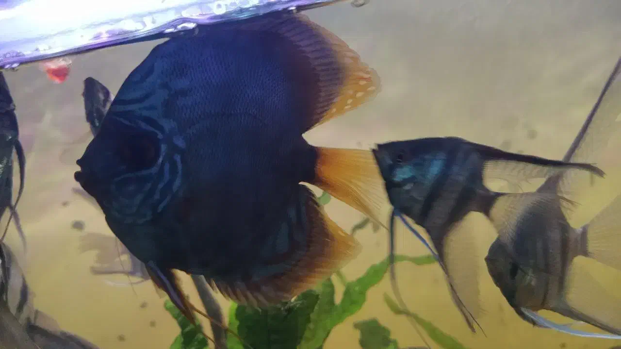 خرید و فروش ماهیان زینتی|ماهی|تبریز, |دیوار