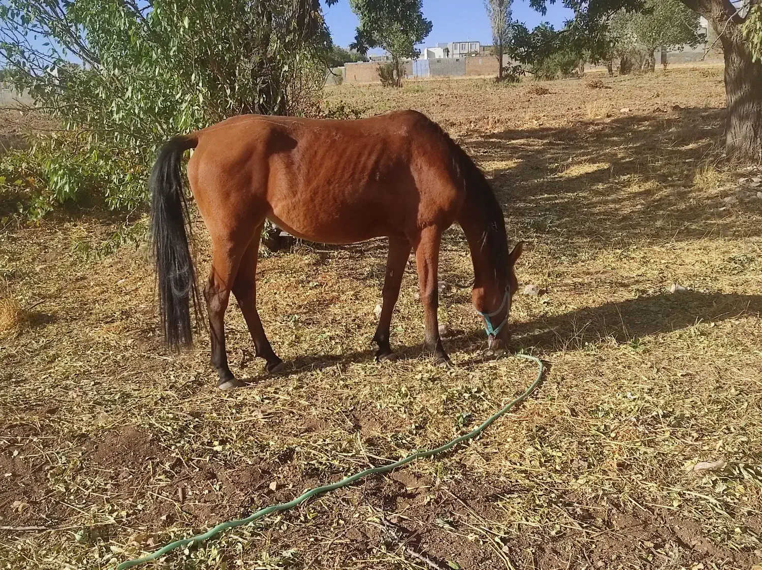 مادیون کرد|اسب و تجهیزات اسبسواری|قیدار, |دیوار