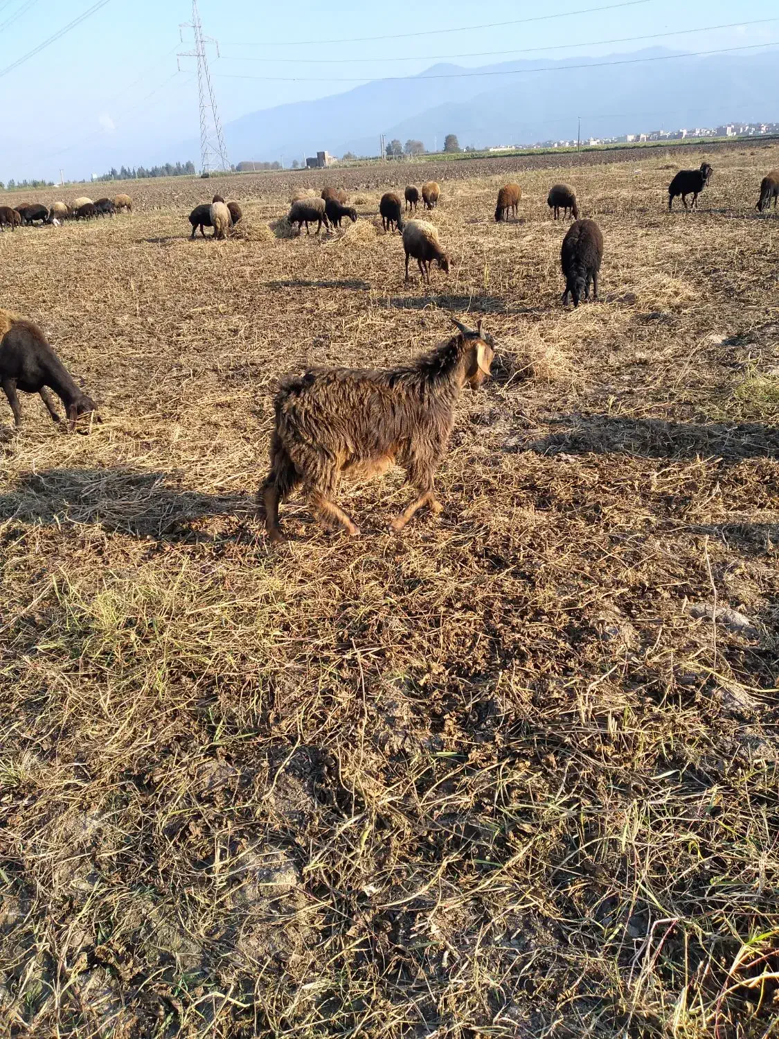 نر بزغاله فروشی|حیوانات مزرعه|فاضل آباد, |دیوار